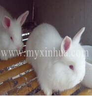 用青飼料喂養長毛兔，有利于長毛兔的生長和繁殖