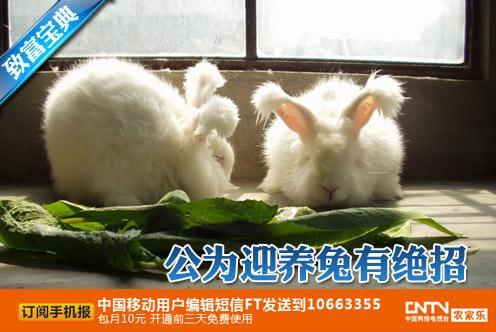 cctv7科技苑視頻:長毛兔養殖,公為迎養兔有絕招