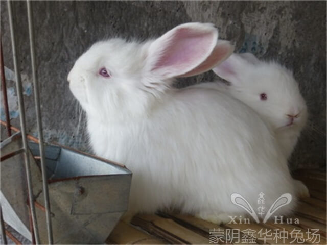 養(yǎng)殖長毛兔有哪些需要注意的關(guān)鍵要點(diǎn)？