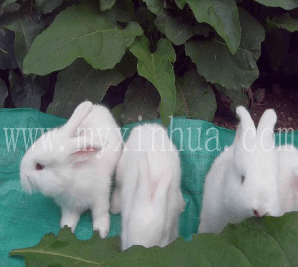 家兔發(fā)情觀察及飼養(yǎng)技術要點