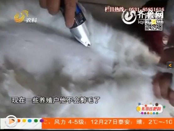 在冬季和夏季，長毛兔和家兔都有不同的處理方法。